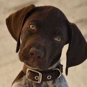 Meet your Posher, Lucy